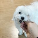 펫팸푸드 이미지