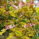 단풍나무 농장 이미지