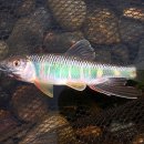 피라미다 이미지