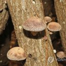 영농조합법인한라표고