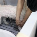 원 반려동물 미용실 이미지