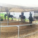 아라뱃길 승마클럽 이미지