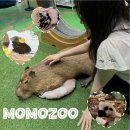 제주모모쥬동물원 : 카피바라와 1등으로 사진 찍는 꿀팁+신화월드 투숙객 빅3후기