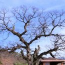 느티나무 이미지