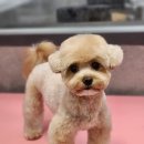 우한수 애견미용실 이미지