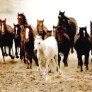 이곡 목장 이미지