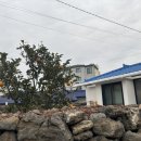 퐁낭아래 이미지