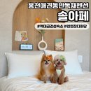 별,솔 펜션 | [솔아페] 독채 홍천애견동반펜션 역대급 감성 숙소에서 자쿠지까지 즐기며 힐링하고 왔어요