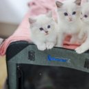 랙돌캐터리 알렉산더돌스 이미지