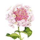 보태니컬아트(색연필그림) 이미지