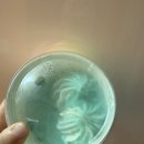 카페요아정분당 - 성남시 분당구 정자일로 120 | 카페요아정분당