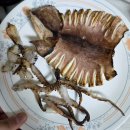 선동푸드 | 오바다푸드 반건조오징어 파품오징어 내돈내산 솔직후기