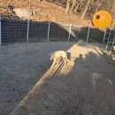 8년 동안 짧은 쇠줄에 묶여지내다 풀려난 겨울이가 마당에서 노는 모습 이미지