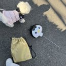 댕댕지구 | 순천 애견 행사, 댕댕순천 힐링워크 내돈내산 참석후기