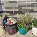 로즈마리민박 이미지