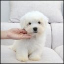 그루밍라운지 이미지