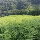 팔랑농산
