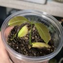 자라는 씨앗 | 망고씨 키우기 후기: 망고 씨앗 발아 방법 + 발아 기간