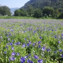 수배농장 이미지