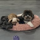 두유 개린이집 이미지