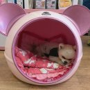 순돌뭐하니 이미지