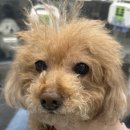 마루한동물병원 | 🐾 강아지 담낭절제술 사례｜황달 보인 11살 푸들 솜이, 간 종양까지 발견