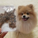 도니바니 애견유치원 이미지