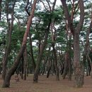 송림(松林) 이미지
