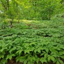 강림면351 이미지