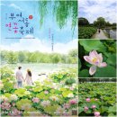 농협중앙회군지부 | 부여서동연꽃축제 공주 부여여행코스 궁남지 여름 국내여행 추천