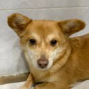 보들보들 이미지