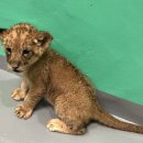 오월드 동물병원 이미지