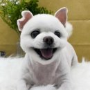 펫아지트 이미지