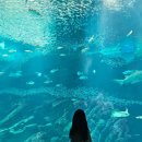 후르츠나나 | 후쿠오카 여행 우미노나카미치 마린월드 수족관 후기 (feat. 실내 여행지 추천)