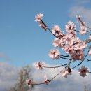 아몬드(Almond)