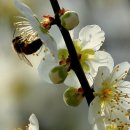 무등산 대명여관 | 정자詩로 만난 인물- 오희도(吳希道)2