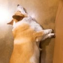 카페153블레스 이미지