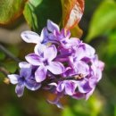 수수꽃다리 이미지