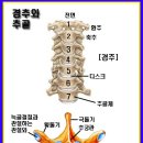 경추2 이미지