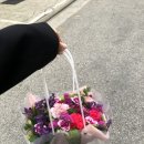 플로미아 이미지