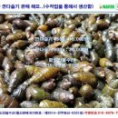 자연산다슬기 이미지