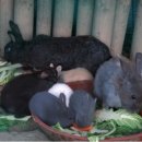 달성공원 이미지