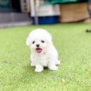 (주)더조은펫타운 | 영등포강아지분양 특별한 애견샵 24시 펫샵