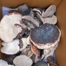자연산 지치 창출 산청목 소나무잔나비버섯 꾸지뽕 엉겅퀴환 판매 이미지