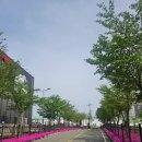 투썸플레이스업성레이크점 | 핫핑크 꽃잔디 향이 가득한 투썸플레이스 업성레이크점