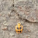 김포서초병설유치원 이미지