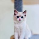 Fall in Rags 이미지