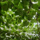 영동황간로1 이미지