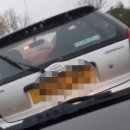 댕댕마실 이미지