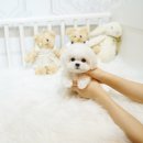 시현펫살롱 이미지